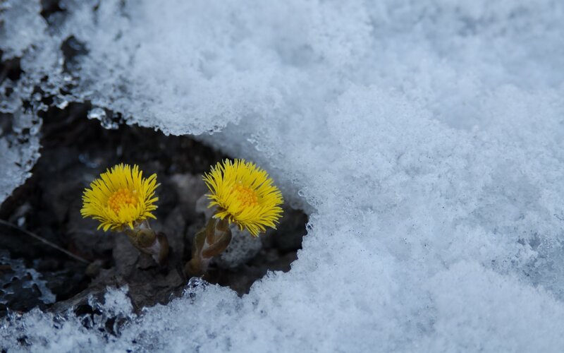 Yellow Flowers in Snow — Resilient, Winter