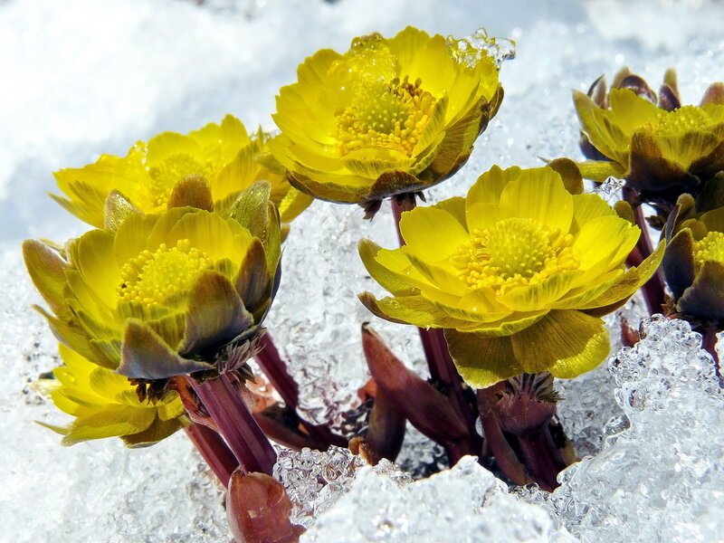 Yellow Flowers in Snow — Vibrant