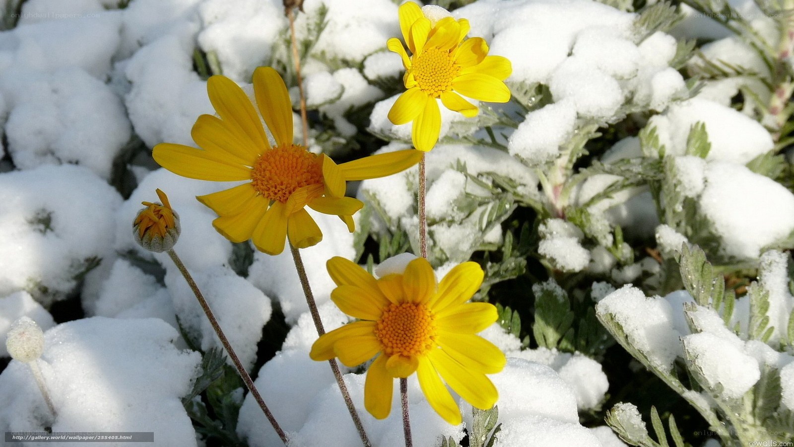 Yellow flowers in snow