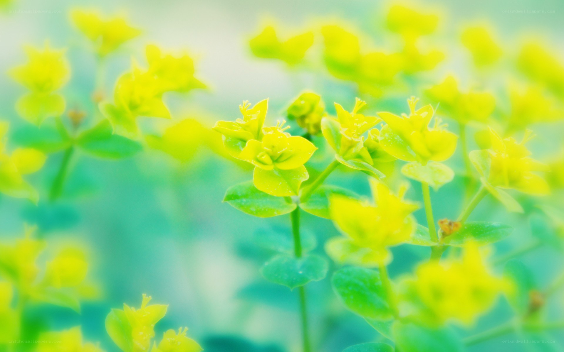 yellow flowers in soft focus