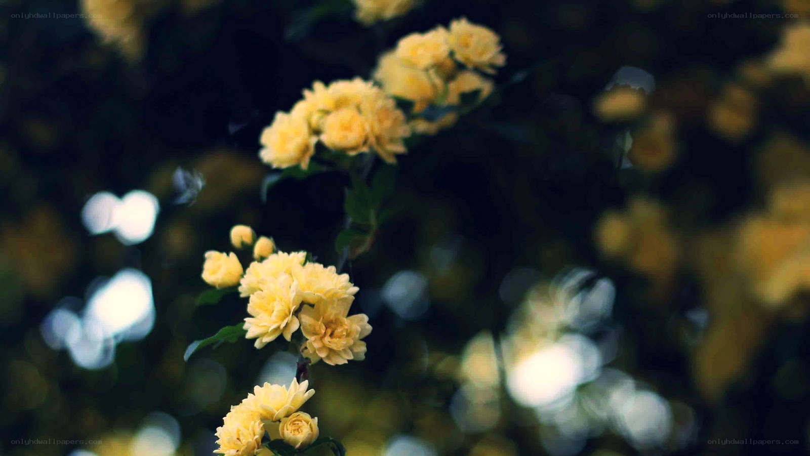 yellow flowers in soft focus