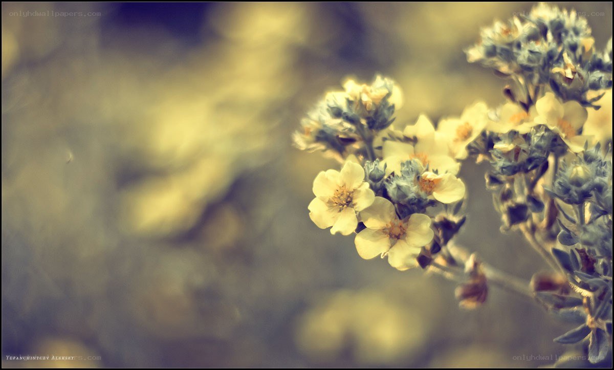 yellow flowers in soft focus