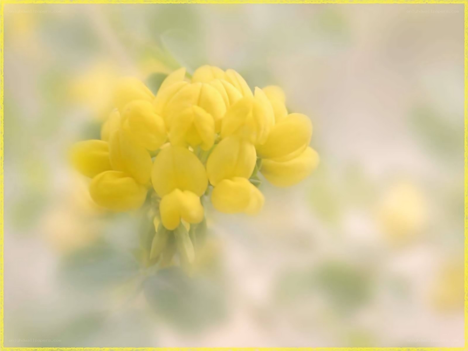 Yellow flowers in soft focus