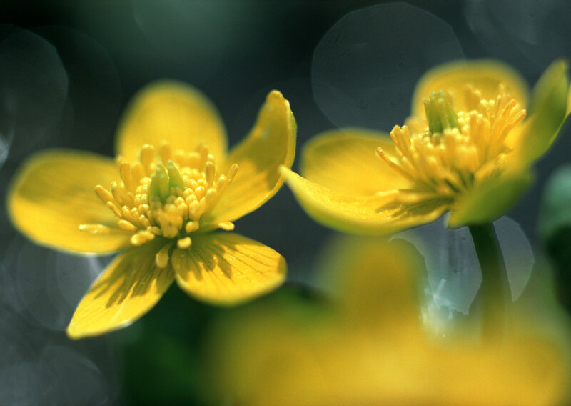 Yellow flowers in soft focus