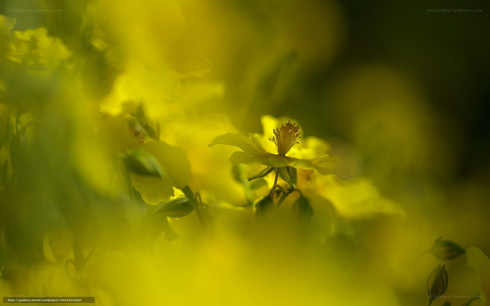 Yellow flowers in soft focus