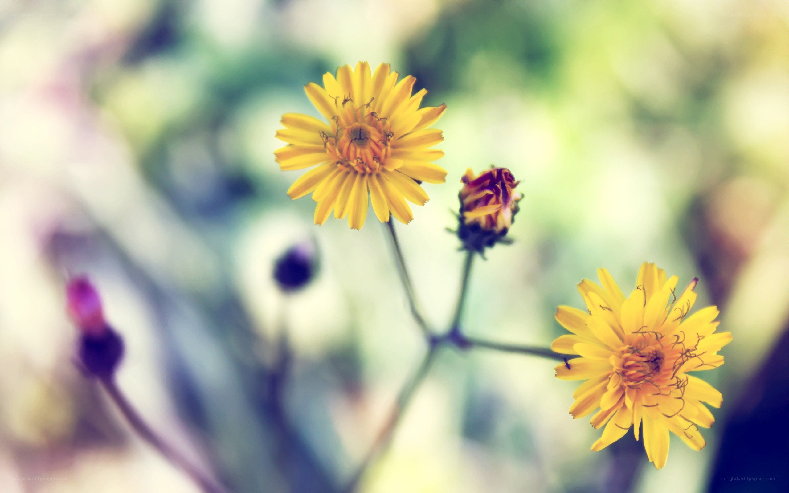 Yellow flowers in soft focus
