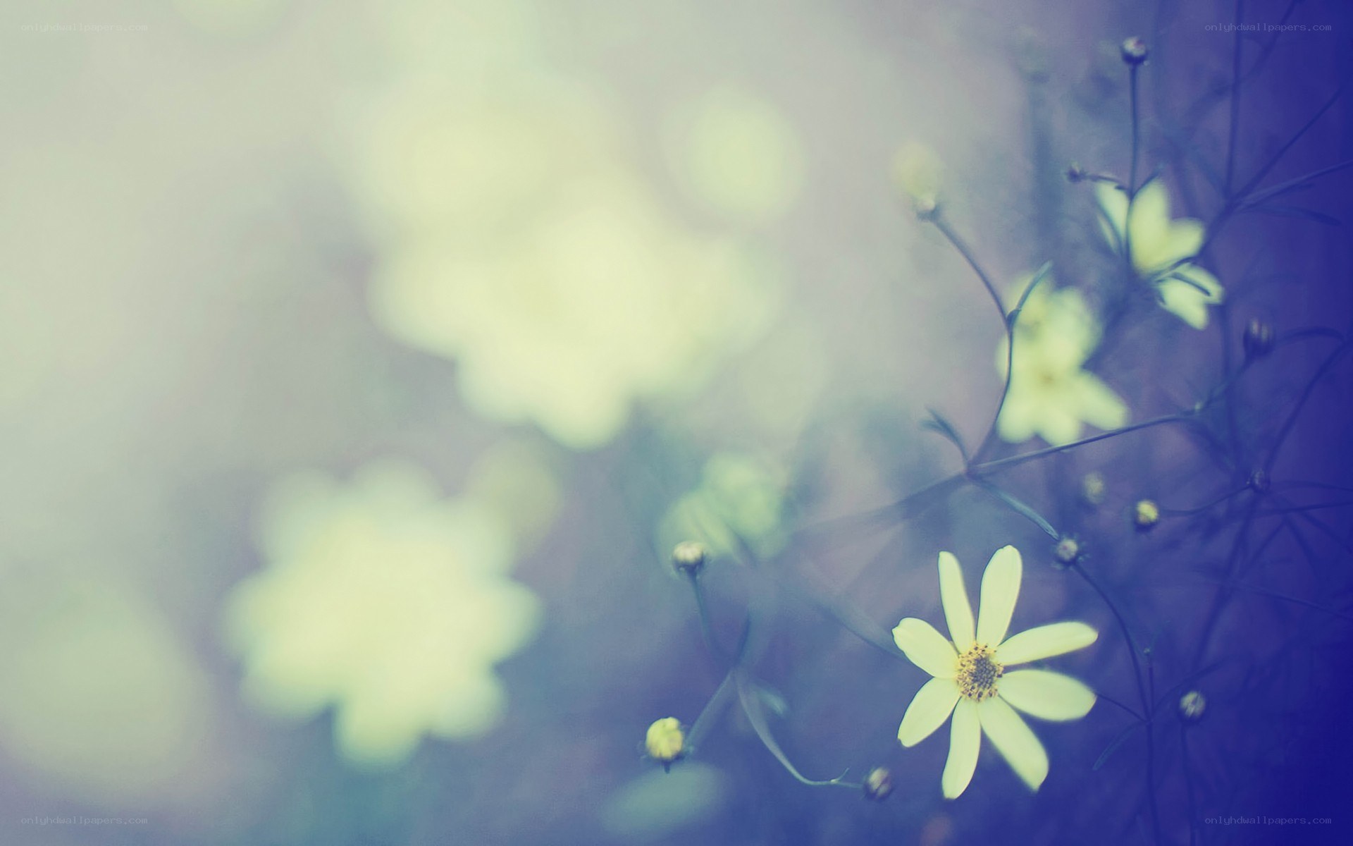 yellow flowers in soft focus