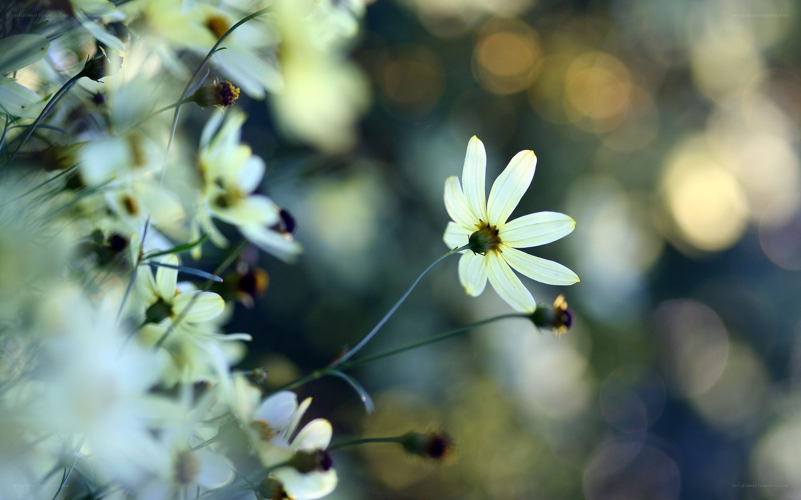 Yellow flowers in soft focus