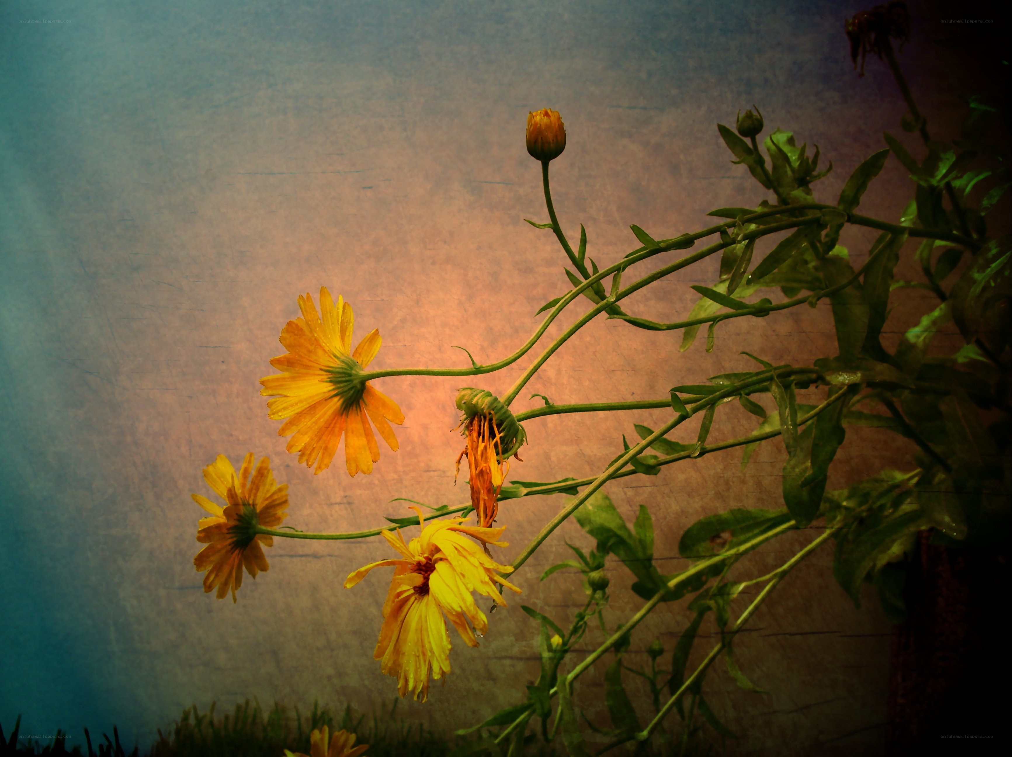 Yellow flowers in soft light