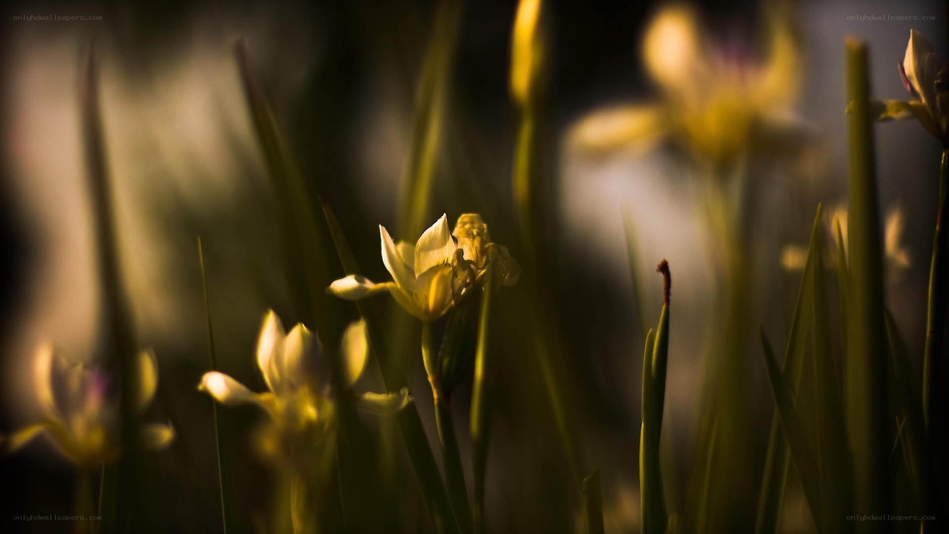 yellow flowers in soft light