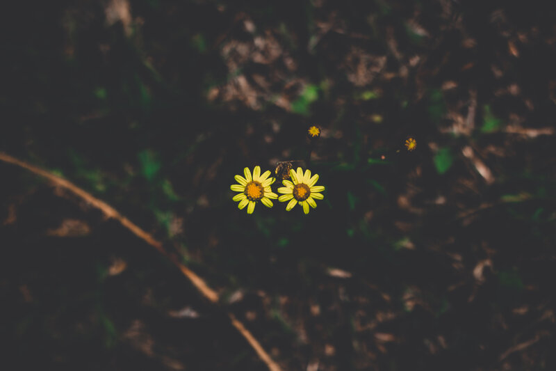 Yellow Flowers in Soil — Calm
