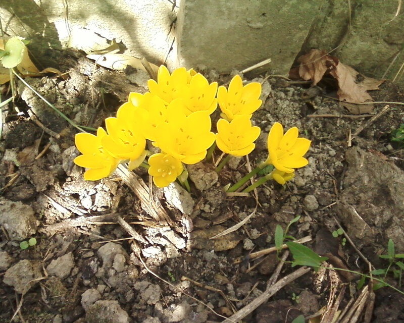 Yellow Flowers in Soil