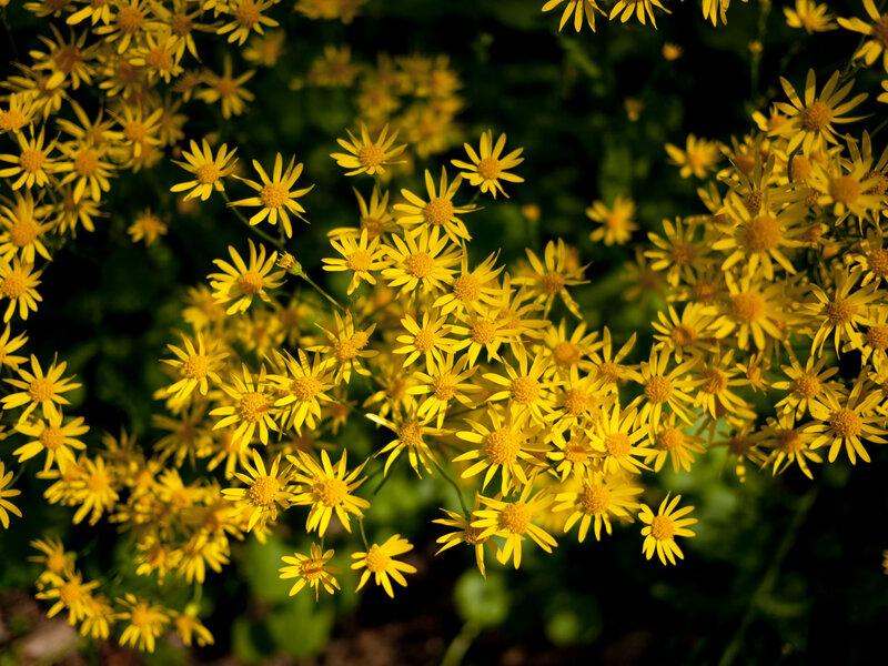 Yellow flowers in sunlight