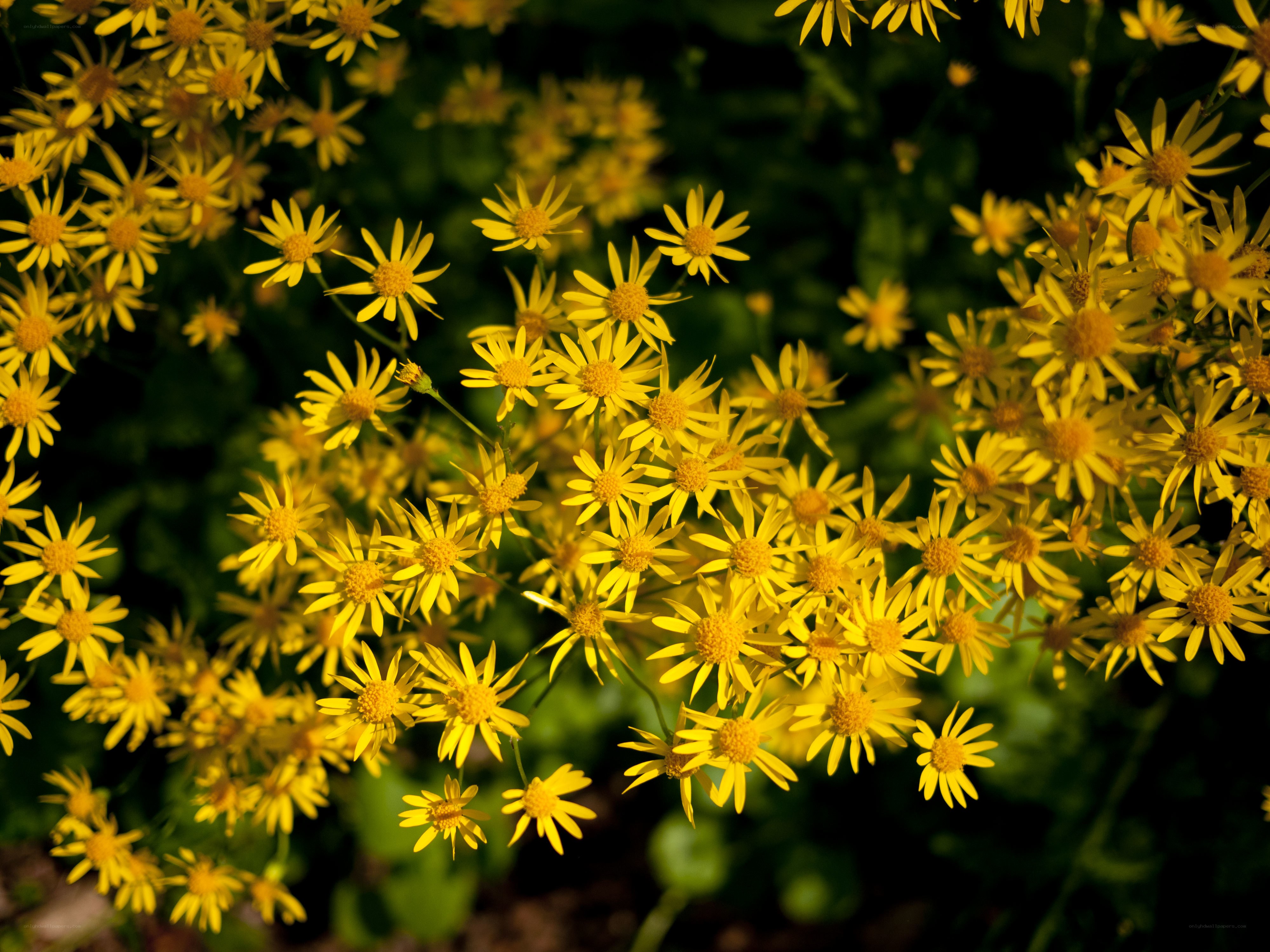 Yellow flowers in sunlight