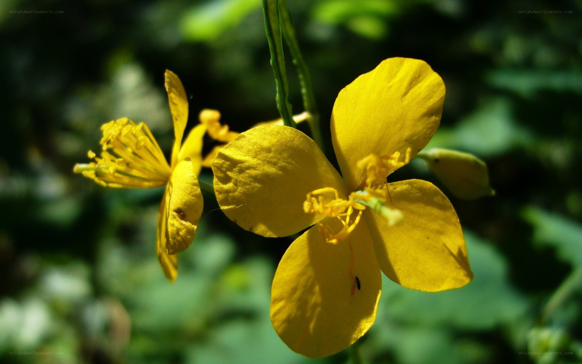 Yellow flowers in sunlight