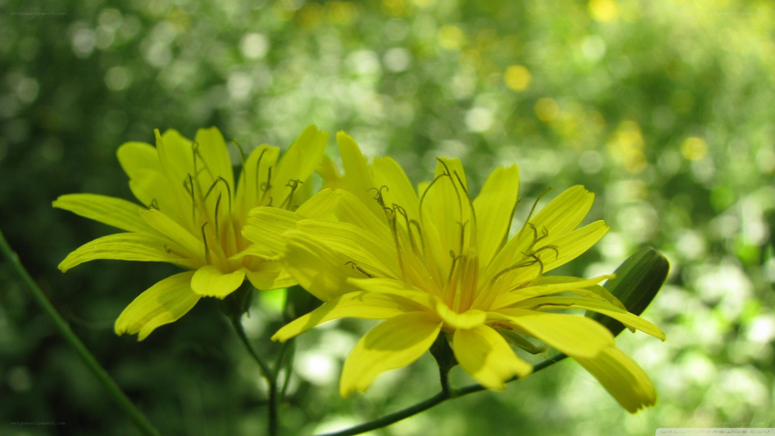 yellow flowers in sunlight