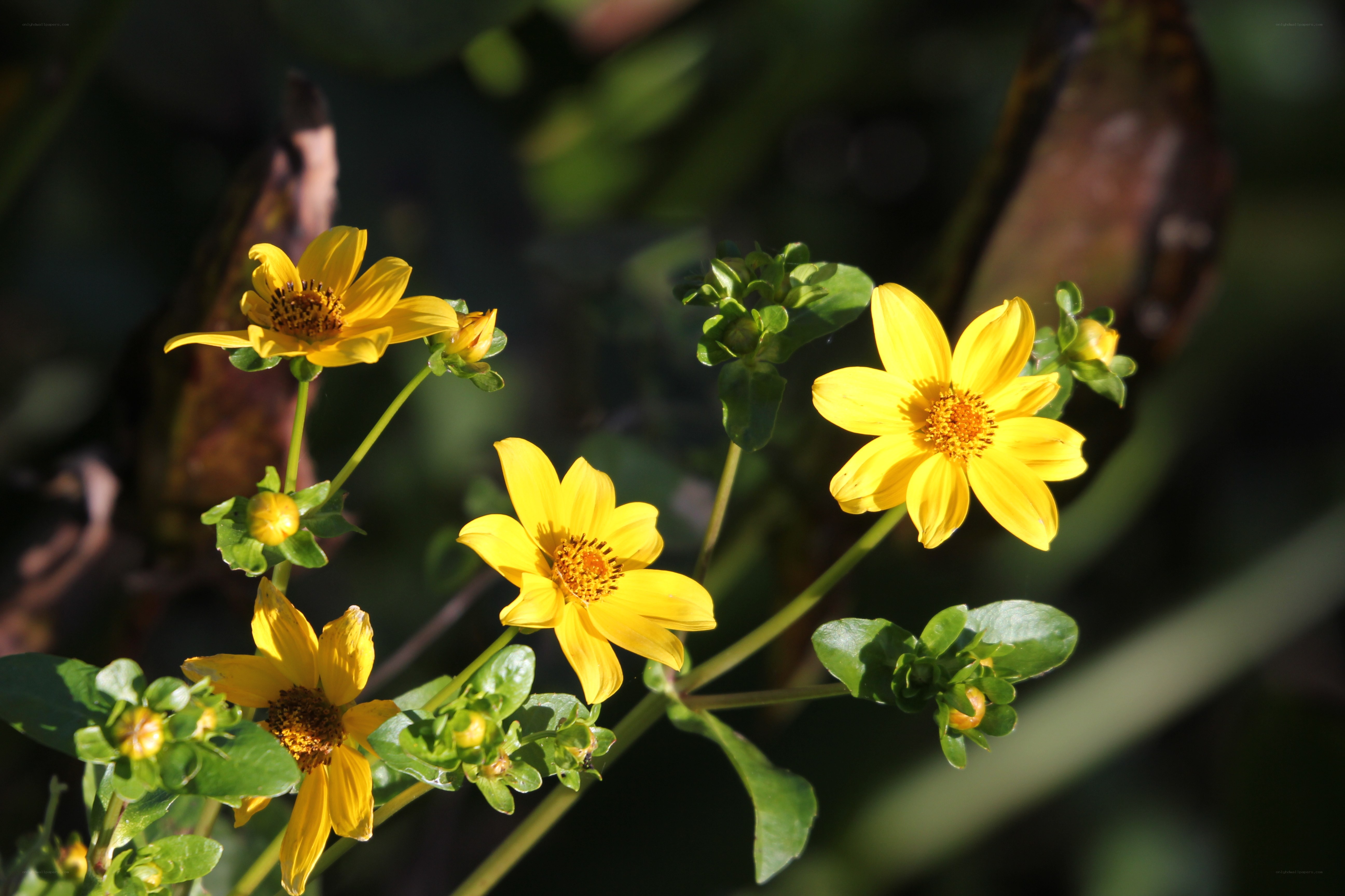 Yellow flowers in sunlight