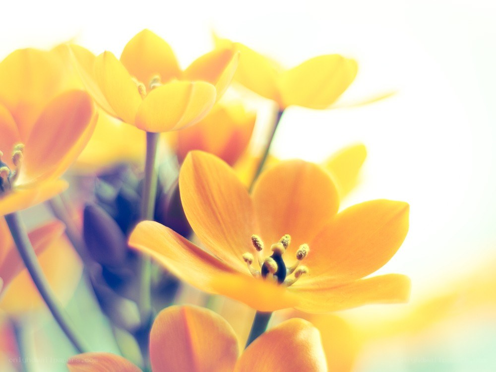 Yellow flowers in sunlight
