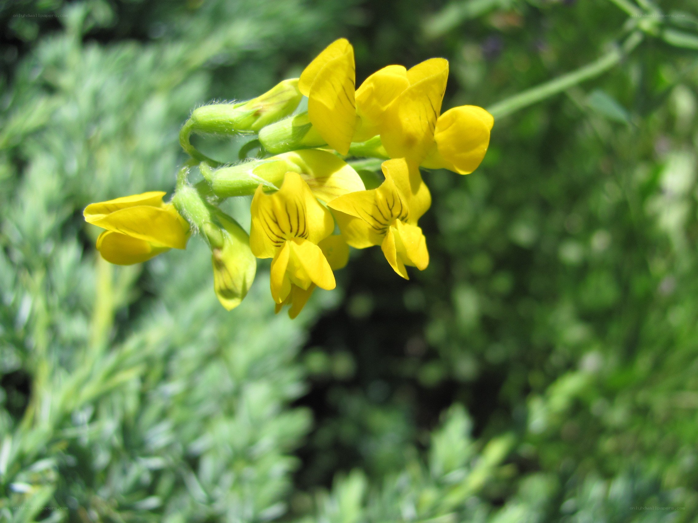 yellow flowers in sunlight