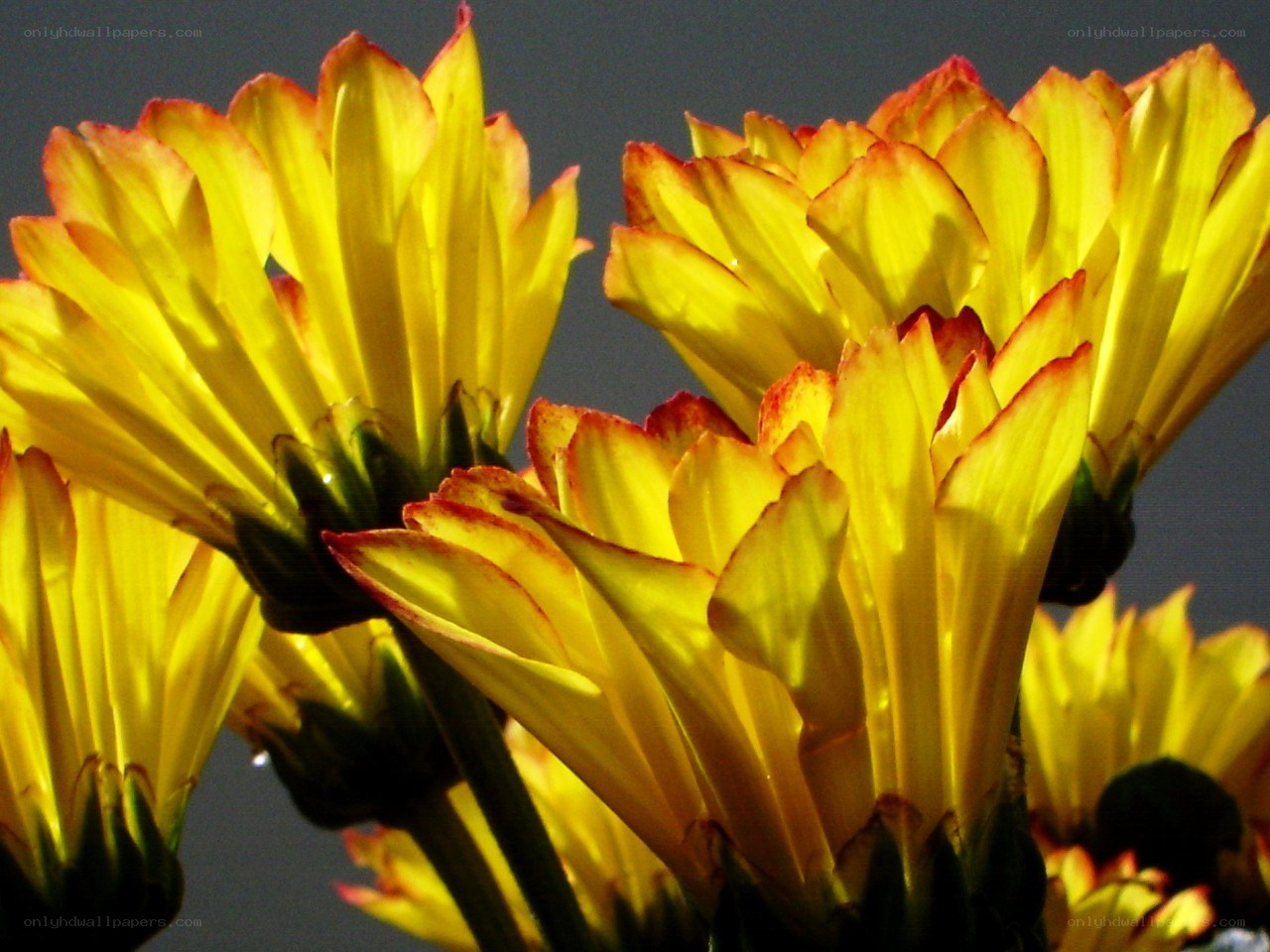 Yellow flowers in sunlight