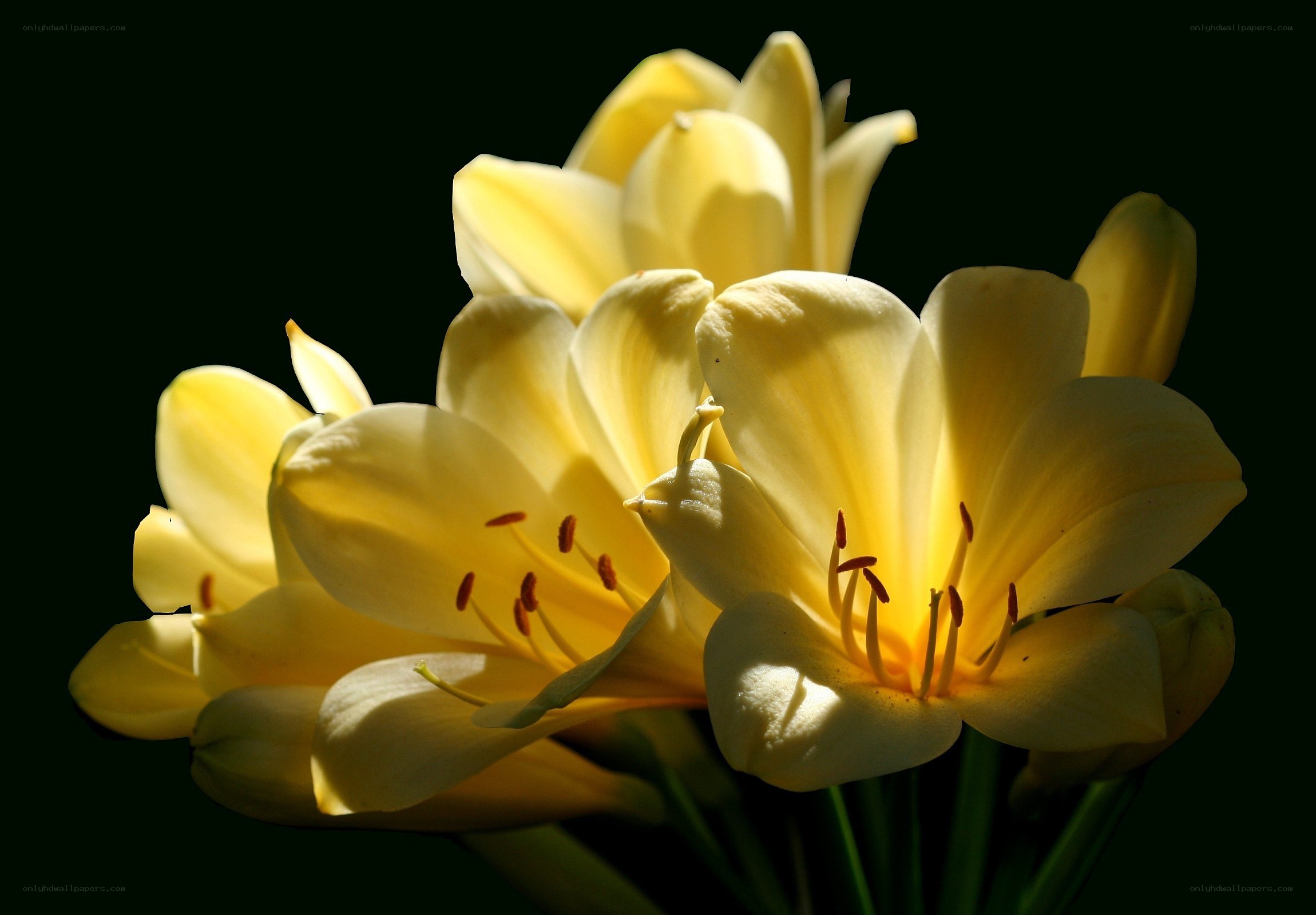 Yellow flowers in sunlight