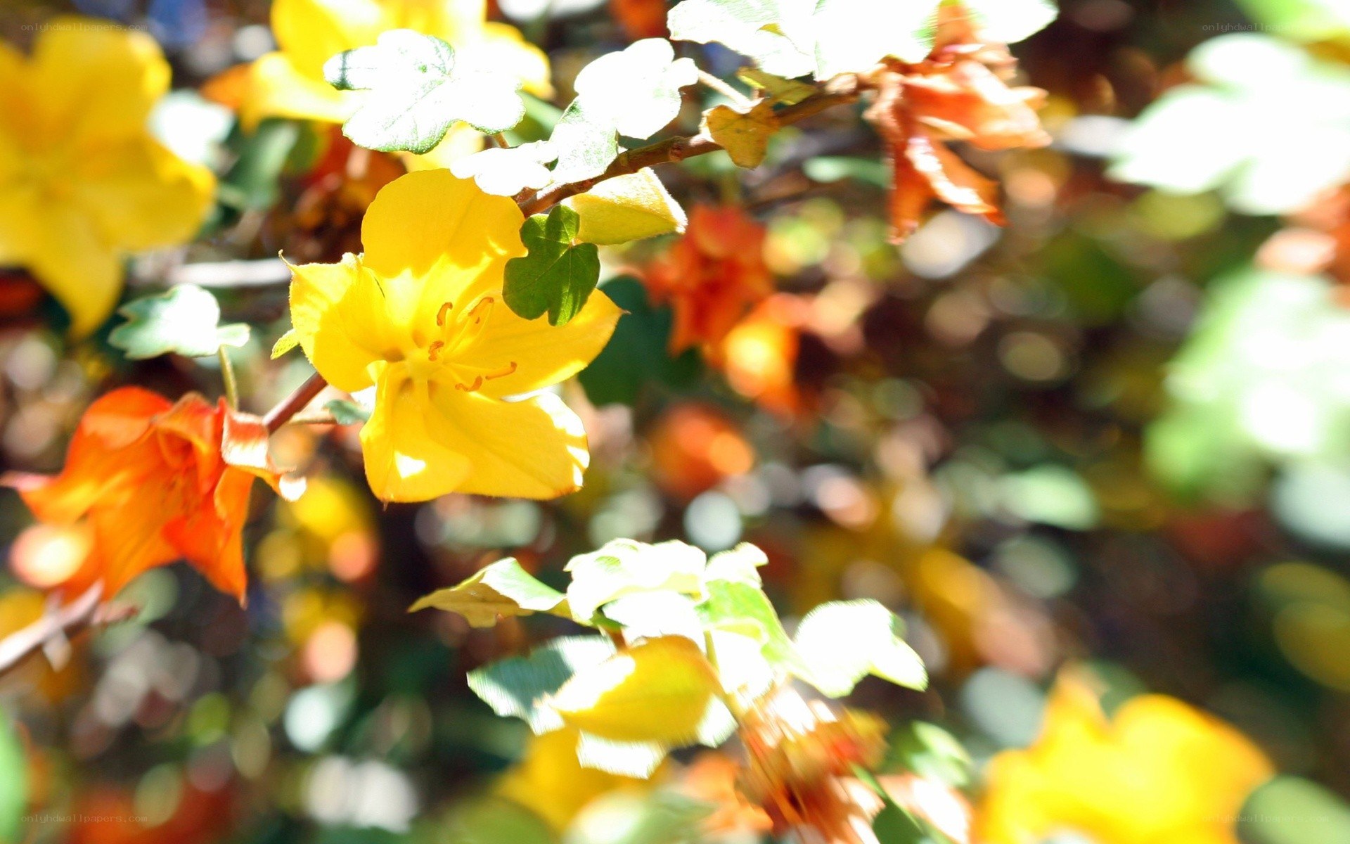 Yellow flowers in sunlight
