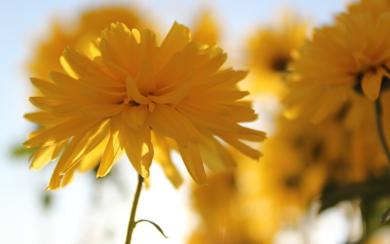 Yellow flowers in sunlight