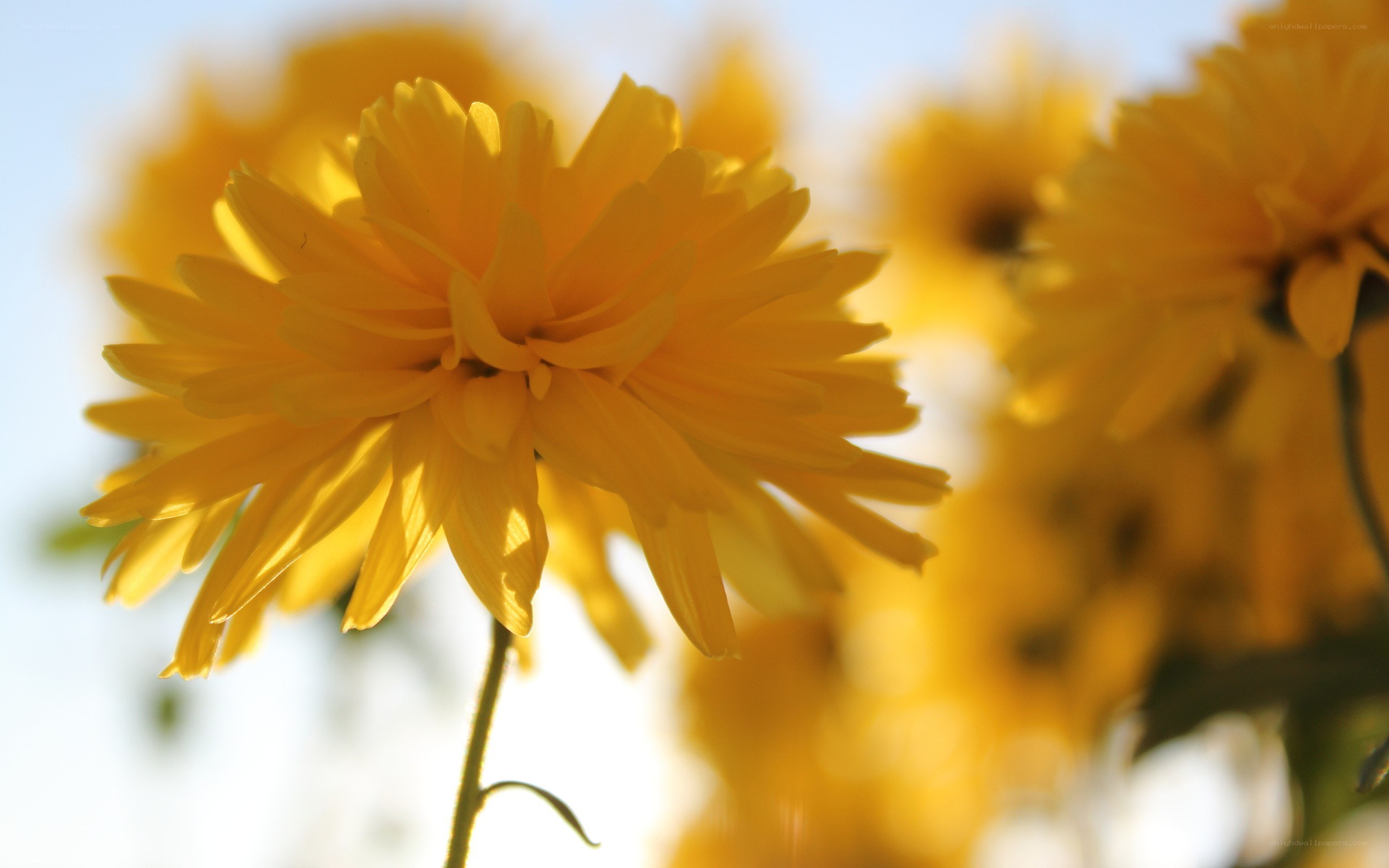 Yellow flowers in sunlight