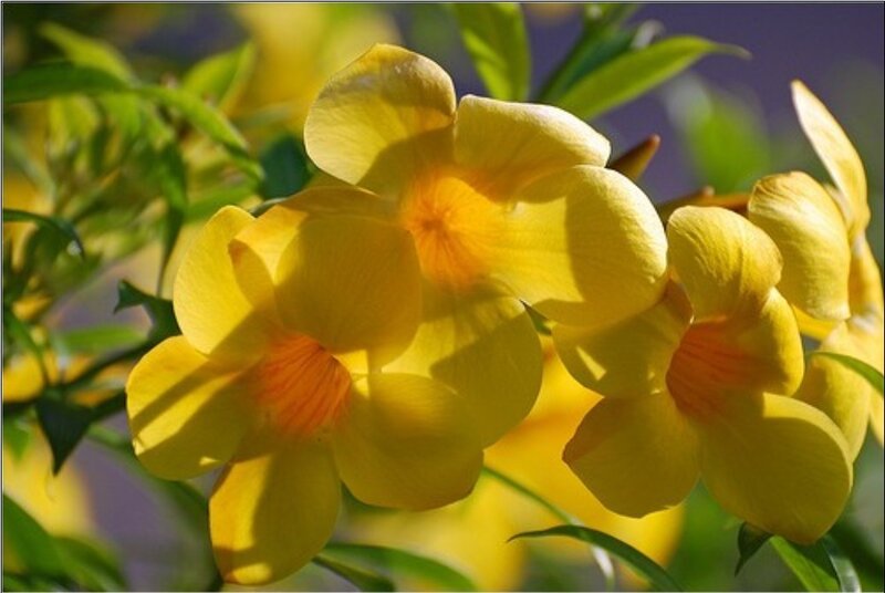 Yellow flowers in sunlight
