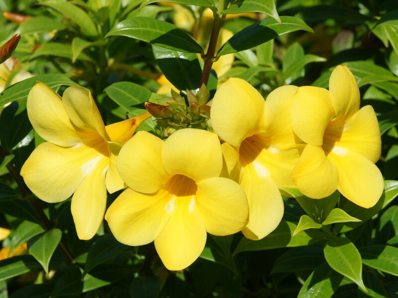 yellow flowers in sunlight