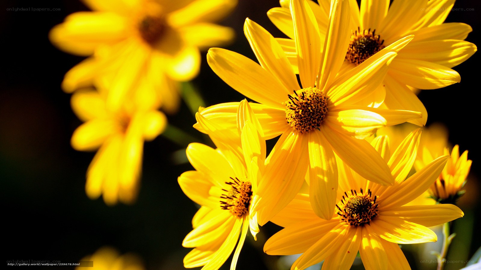 Yellow flowers in sunlight