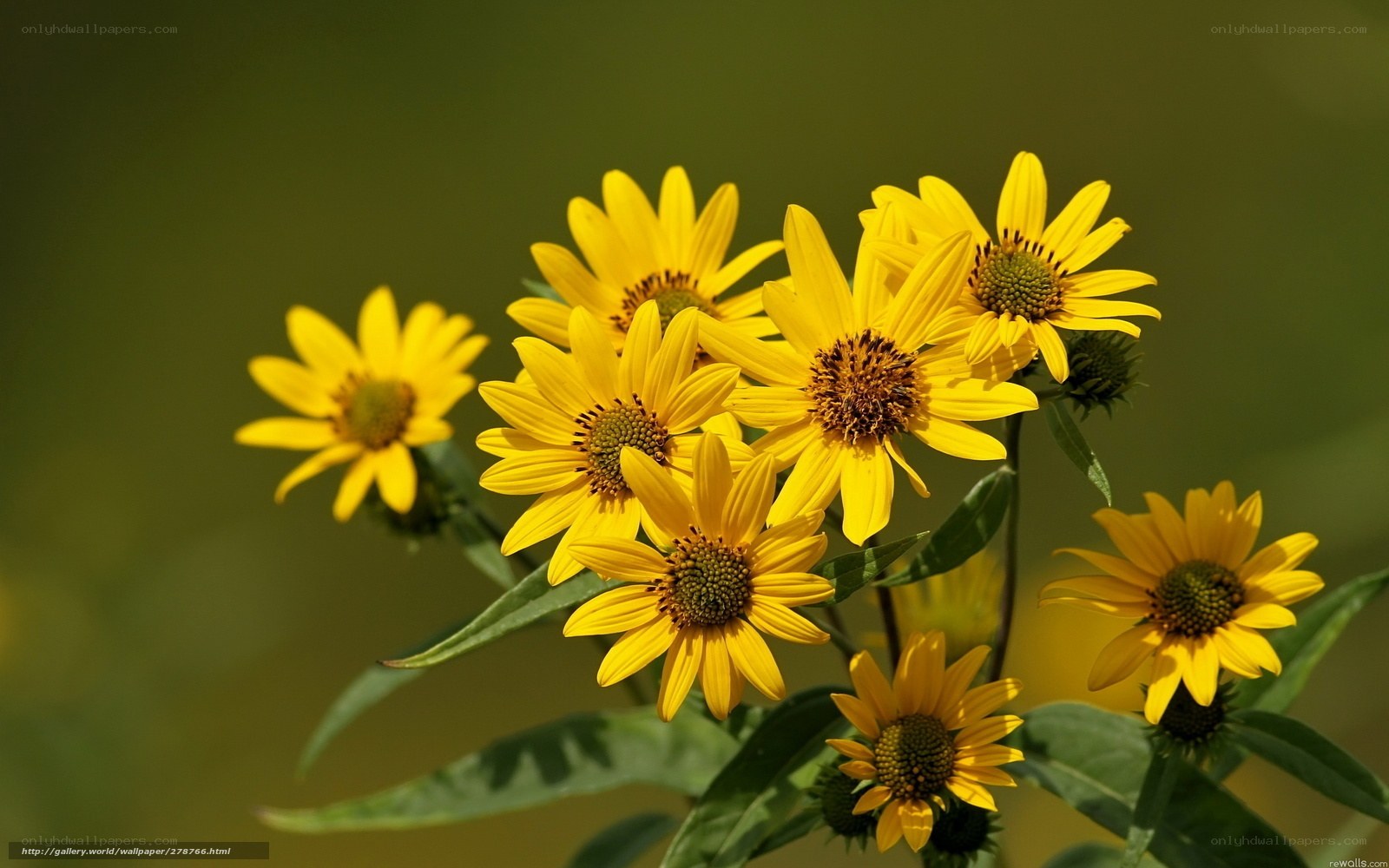 Yellow flowers in sunlight