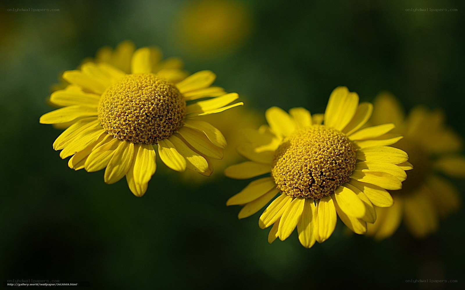 Yellow flowers in sunlight