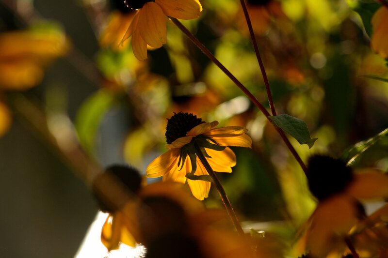 Yellow Flowers in Sunlight — Dramatic