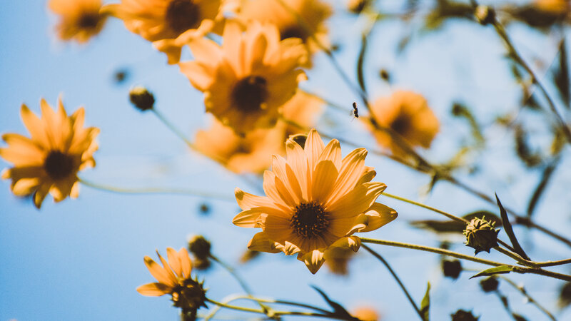 Yellow Flowers in Sunlight — Serene, Afternoon, Photograph, Blue Sky