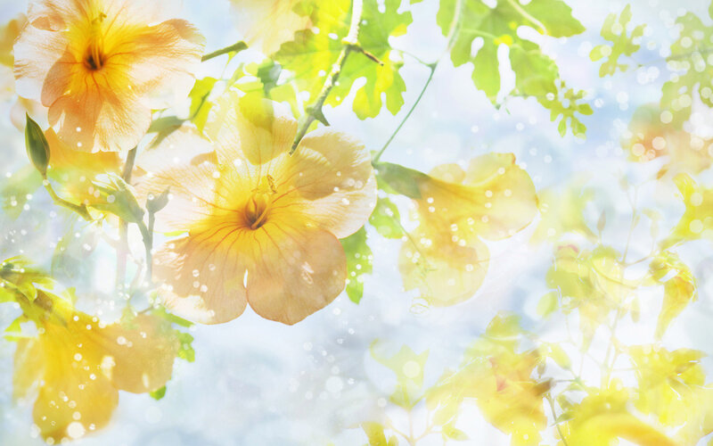 Yellow Flowers in Sunlight — Serene, Morning, Photograph, Leaves