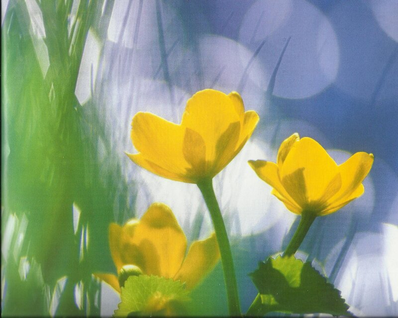 Yellow Flowers in Sunlight — Serene, Morning, Photograph