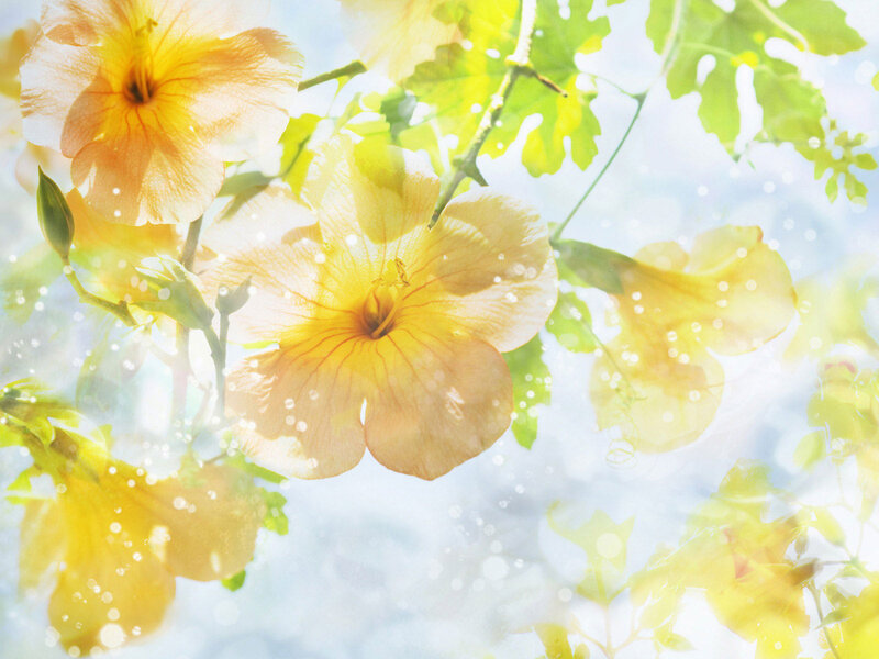Yellow Flowers in Sunlight — Serene, Morning