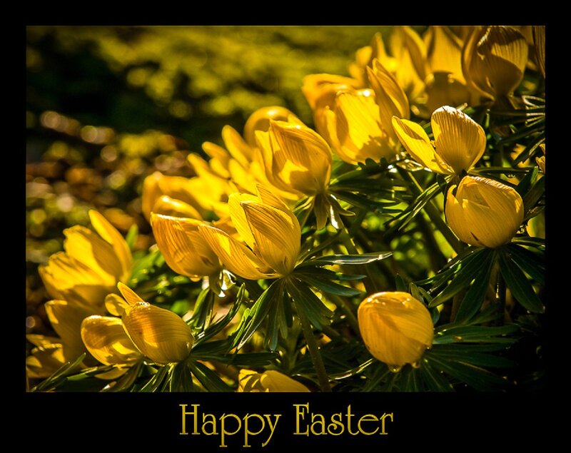 Yellow Flowers in Sunlight — Serene, Spring