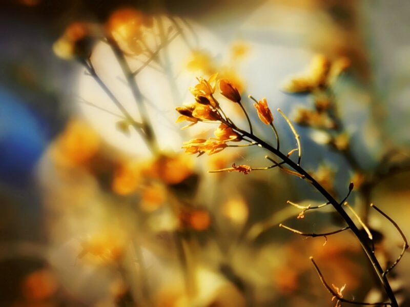 Yellow Flowers in Sunlight — Serene, Sunset