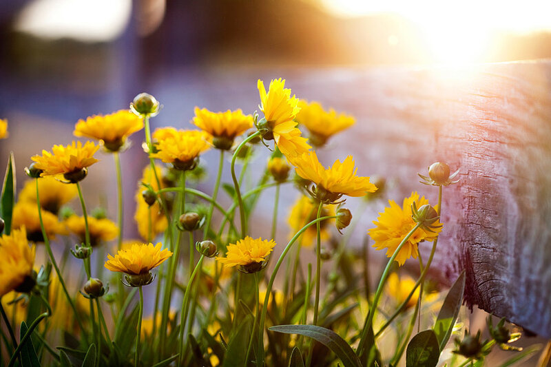 Yellow Flowers in Sunlight — Serene