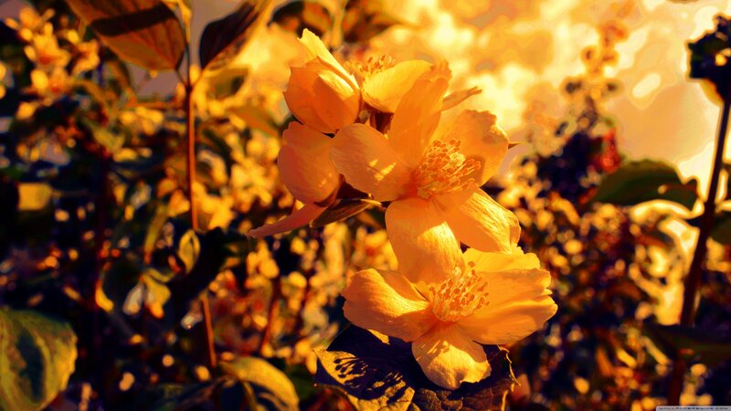 Yellow Flowers in Sunlight — Warm
