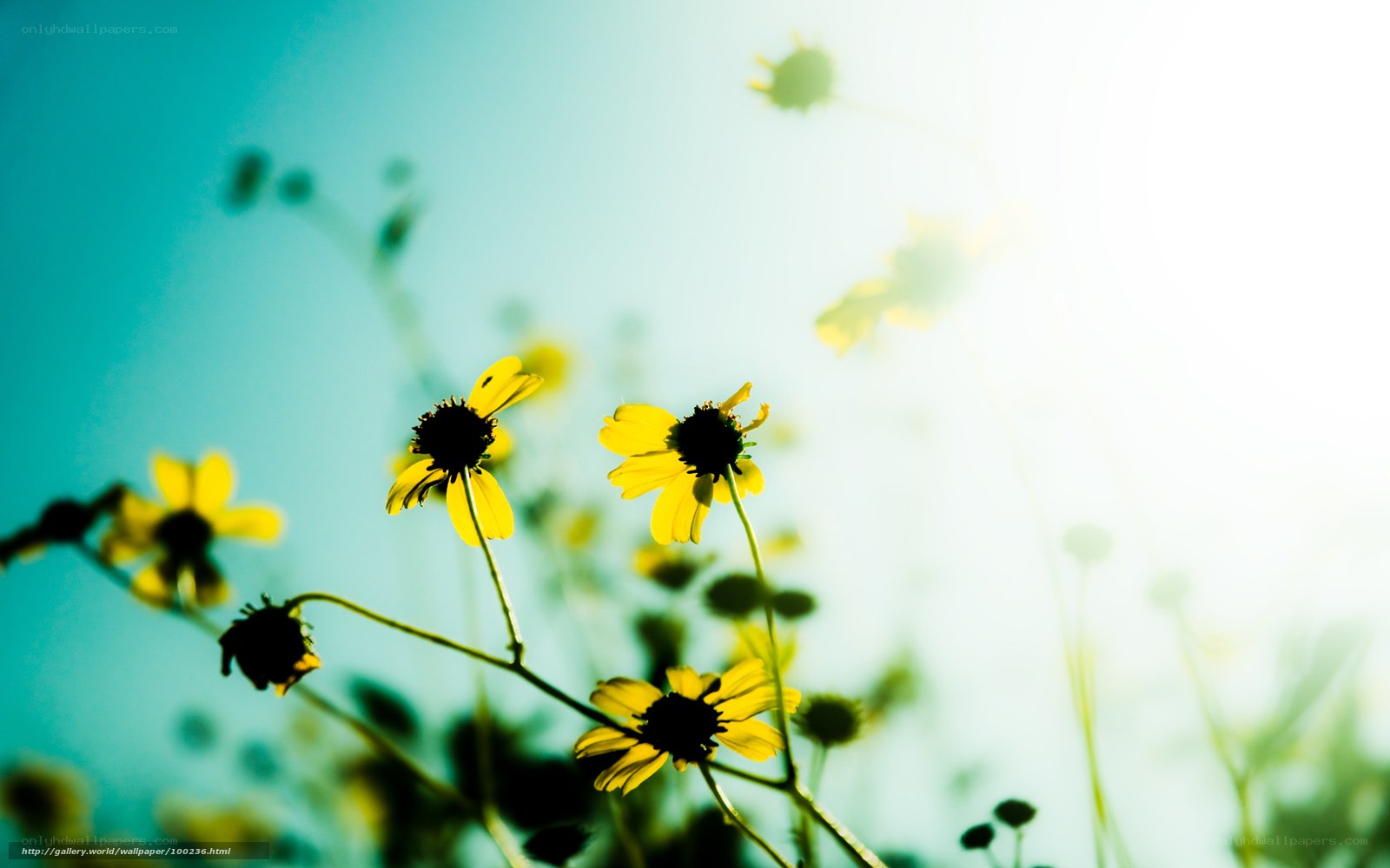 Yellow flowers in sunlight