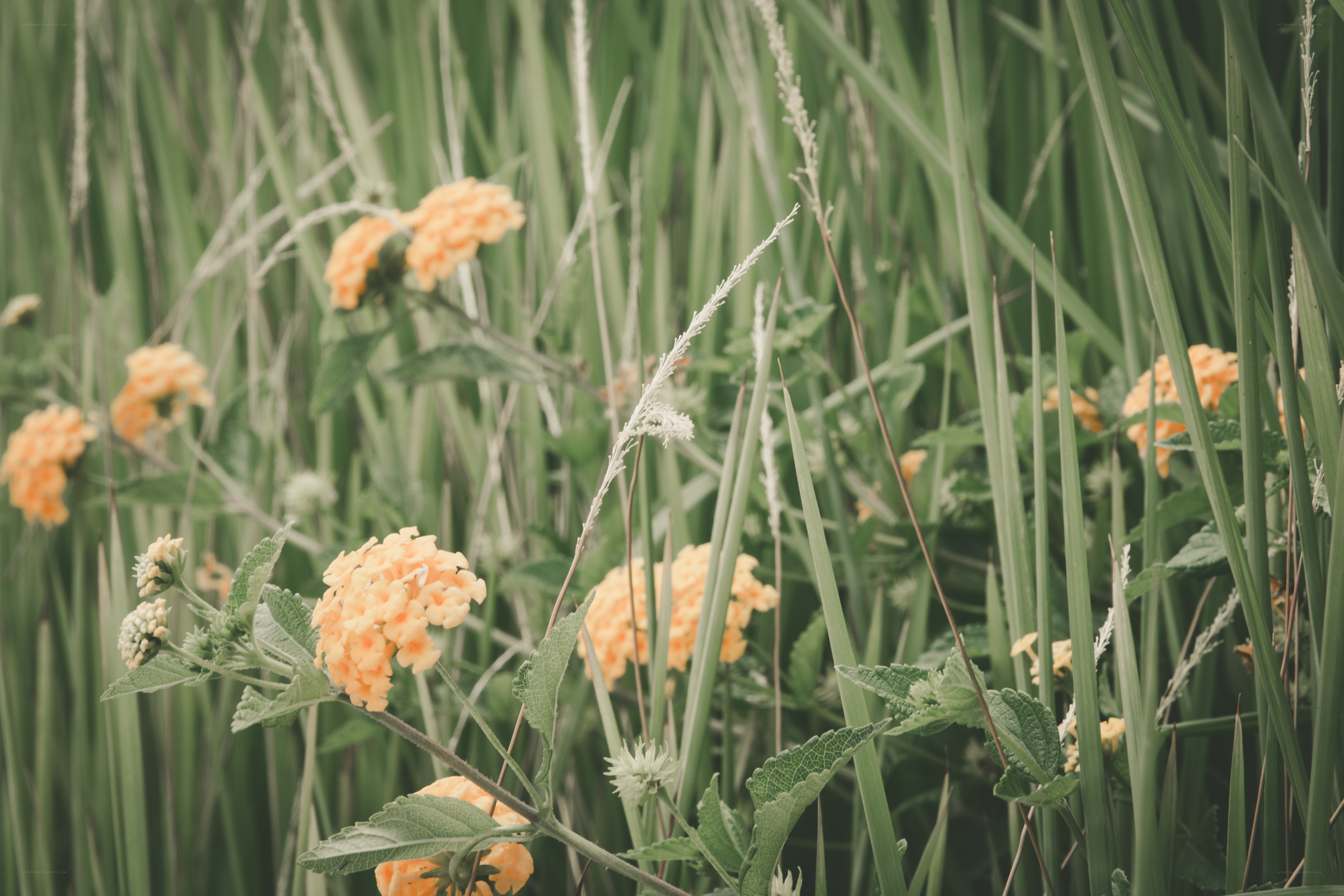 yellow flowers in tall grass