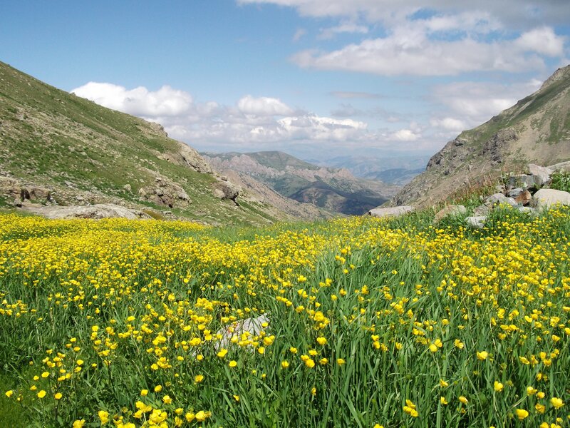 Yellow Flowers in Valley — Serene, Afternoon