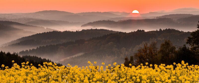 Yellow Flowers in Valley — Serene, Sunrise