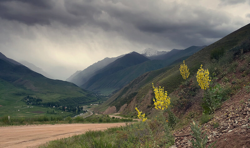 Yellow Flowers in Valley