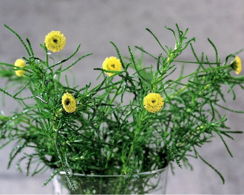 Yellow Flowers in Vase — Calm, Photograph, Green Stems