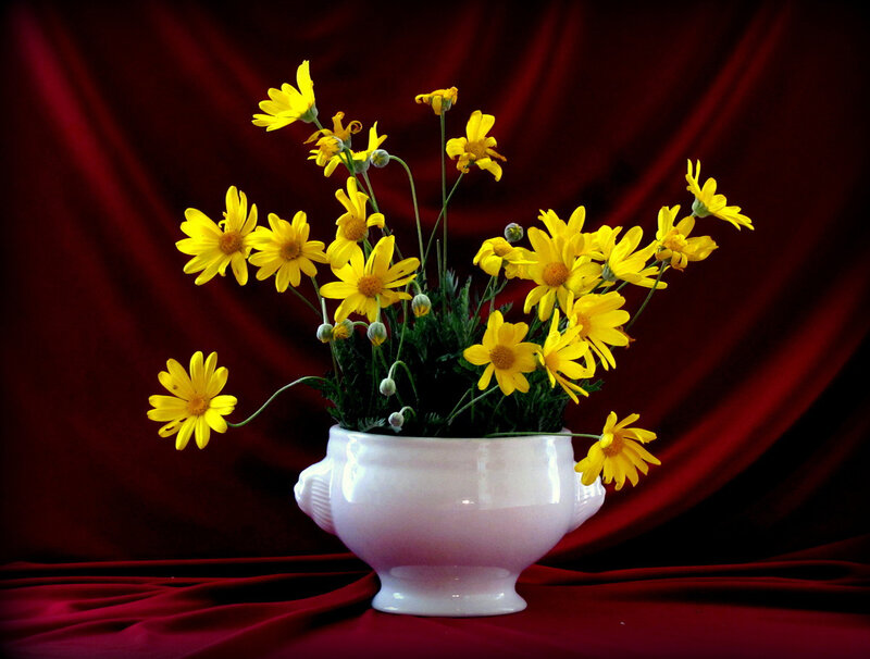 Yellow Flowers in Vase — Dramatic, Photograph, Curtain