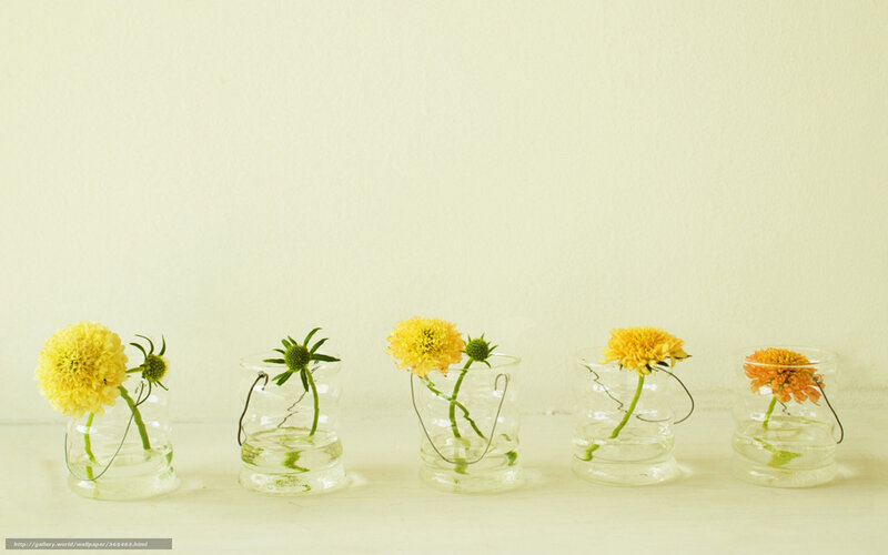 Yellow Flowers in Vases — Calm, Photograph, Stems